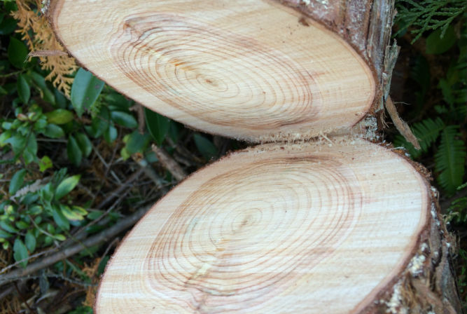 メディア掲載歴／TV