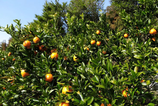 メディア掲載歴／新聞