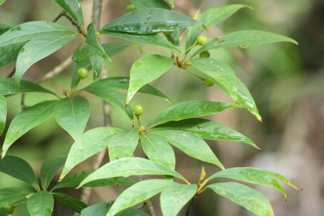 メディア掲載歴／ほか